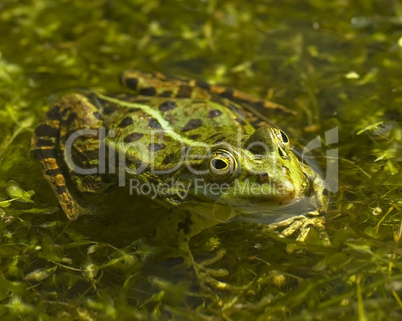 Grüner Wasserfrosch im Teich -.Edible Frog in pond close-up