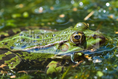 Grüner Wasserfrosch im Teich -.Edible Frog in pond close-up