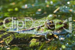 Grüner Wasserfrosch im Teich -.Edible Frog in pond close-up