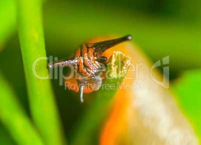 Kopf der Nacktschnecke beim Fressen  -.Colorful slug head close-up and blur green background.