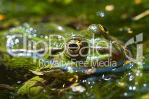 Grüner Wasserfrosch im Teich -.Edible Frog in pond close-up