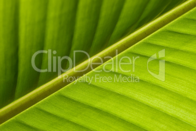 Gruene Blattstruktur .Green Leaf Structure close-up