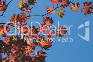 Herbststimmung mit rotem Ahorn -.Red maple leaves against deep blue sky
