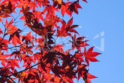 Herbststimmung mit rotem Ahorn -.Red maple leaves against deep blue sky