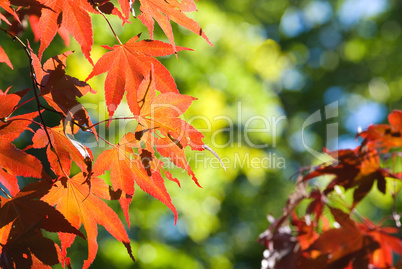 Herbststimmung mit rotem Ahorn -.Red maple leaves against deep blue sky
