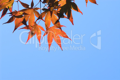 Herbststimmung mit rotem Ahorn -.Red maple leaves against deep blue sky