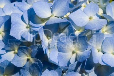 Blau weisse Hortensienblüte als Makro -.Blue Hortensia flowers