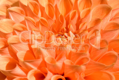Zart orange Dahlienbluete -.Pink orange Dahlia close-up