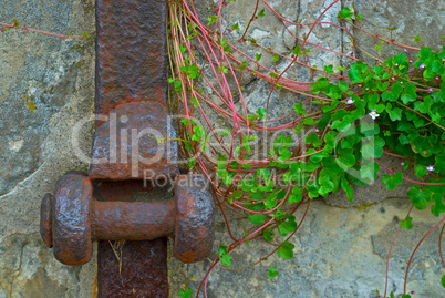Rankenpflanze und Schmiedeeisen an der Kaimauer -.Flower and forged iron at a quai wall