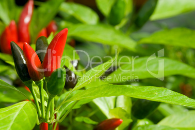 Rote Chili Schoten -.Hot peppers