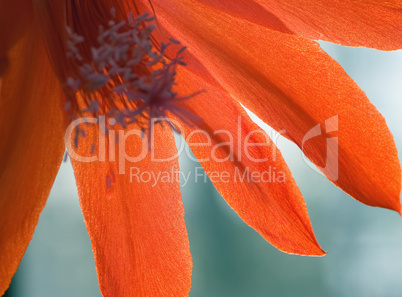 Grosse rote Kaktusbluete -.Red cactus flower