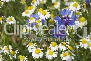 Kamille und Kornblumen -.German Chamomile and herbage