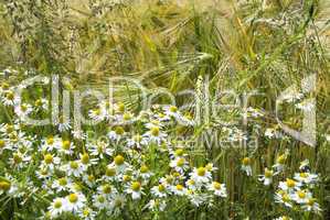 Kamille und Wildkraeuter im Kornfeld -.German Chamomile and herbage