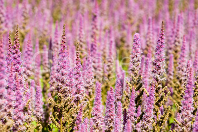 Lila Blueten als Hintergrund  -.Pink flowers as background