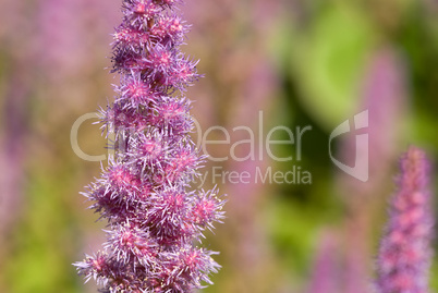 Lila Blueten als Hintergrund  -.Pink flowers as background