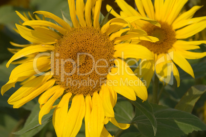 Sonnenblume -.Sunflower