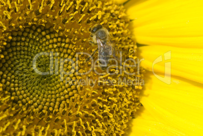 Sonnenblume -.Sunflower