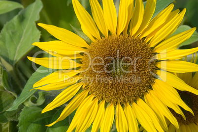 Sonnenblume -.Sunflower