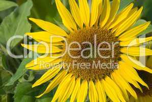 Sonnenblume -.Sunflower