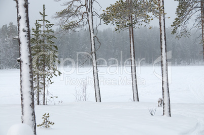 Winterwald am Polarkreis