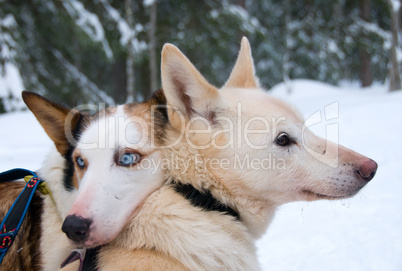 Schlittenhunde am Polarkreis