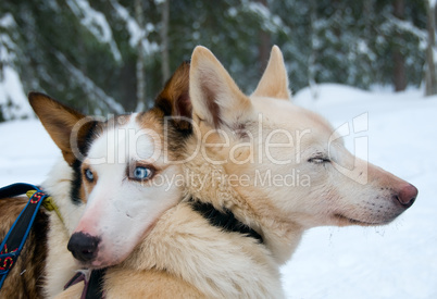 Schlittenhunde am Polarkreis