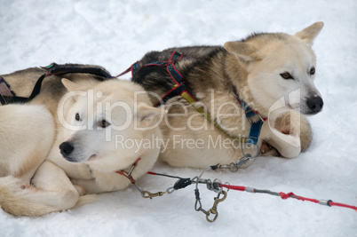 Schlittenhunde am Polarkreis