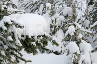 Winterwald am Polarkreis