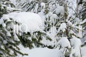 Winterwald am Polarkreis