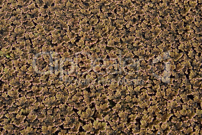 Azolla japonica -.Aquatic fern Azolla japonica