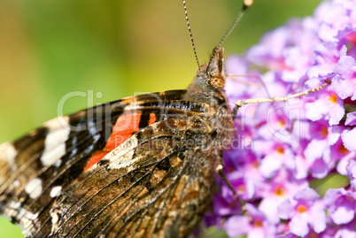 Roter Admiral Schmetterling -.Red Admiral Butterfly close-up in pink flower