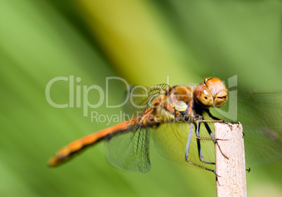 Grosse rote Libelle ganz nah -.Red dragonfly head close-up