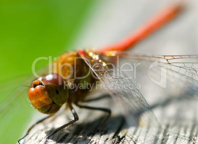 Grosse rote Libelle ganz nah -.Red dragonfly head close-up