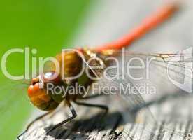 Grosse rote Libelle ganz nah -.Red dragonfly head close-up