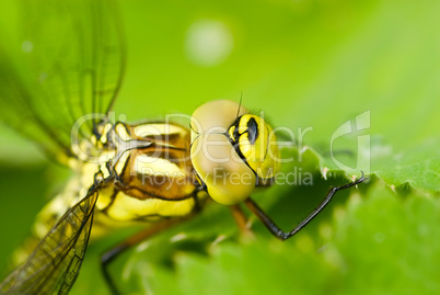 Grosse gruene Libelle ganz nah -.Green dragonfly head close-up