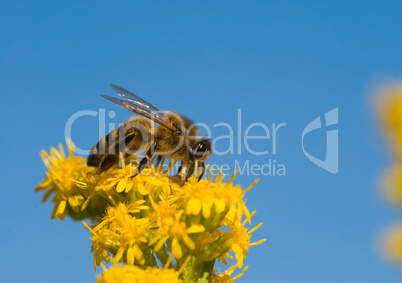 Wildbiene mit Pollen -.Bee collecting yellow pollen