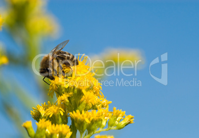 Wildbiene mit Pollen -.Bee collecting yellow pollen