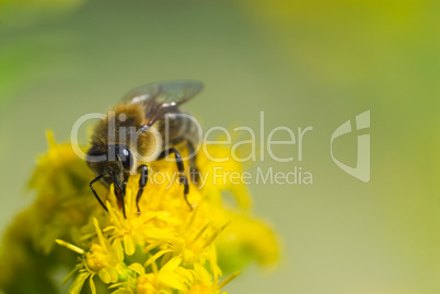 Wildbiene mit Pollen -.Bee collecting yellow pollen