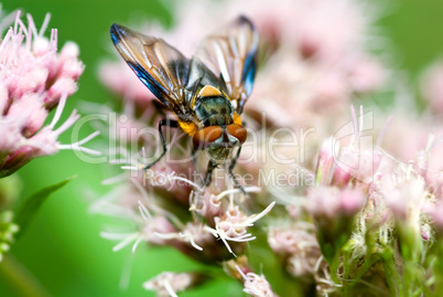 Bunte Fliege sammelt Pollen -.Fly collecting pollen