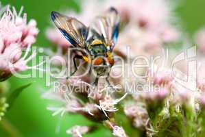 Bunte Fliege sammelt Pollen -.Fly collecting pollen