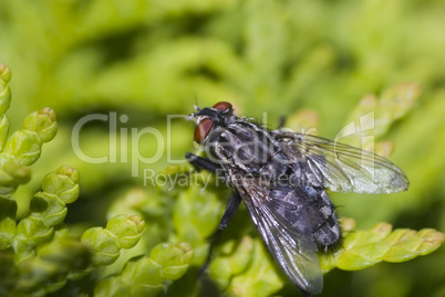 Bunte Fliege -.colorful fly