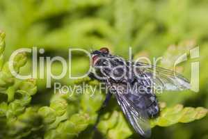 Bunte Fliege -.colorful fly