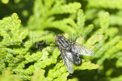 Bunte Fliege -.colorful fly