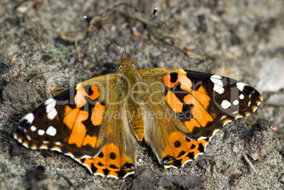 Distelfalter Schmetterling -.Painted Lady Butterfly close-up