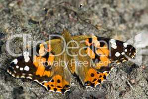 Distelfalter Schmetterling -.Painted Lady Butterfly close-up
