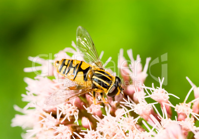 Bunte Wespe sammelt Pollen -.Wasp collecting pollen