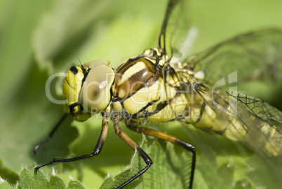 Grosse gruene Libelle ganz nah -.Green dragonfly head close-up