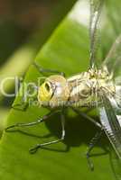 Grosse gruene Libelle ganz nah -.Green dragonfly head close-up