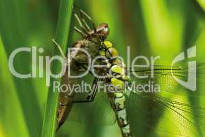 Grosse gruene Libelle und Puppe -.Green dragonfly after leaving the nymph close-up