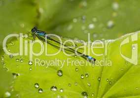 Blaue Libelle auf Blatt mit Wassertropfen -.Blue Damselfly with drops on leaf